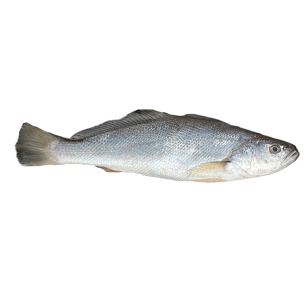 ماهی شوریده